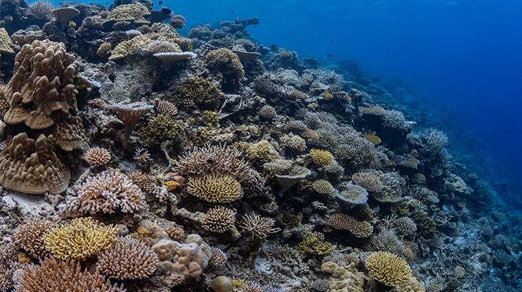park hyatt maldives hadahaa AWARD WINNING HOUSE REEF