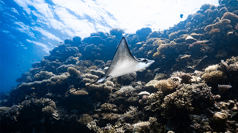 park hyatt maldives hadahaa Eagle Ray in the ocean